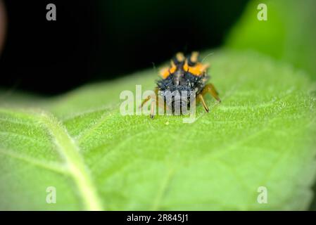 Larve d'un coléoptère asiatique (Harmonia axyridis) rampant sur une feuille, macro photographie, insectes, gros plan, nature, biodiversité Banque D'Images