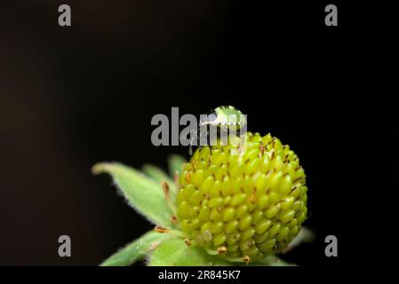 Jeune nymphe d'un insecte de bouclier vert (Palomena prasina) suçant sur un fruit, fraise, macro photographie, insecte, larve, nature, biodiversité Banque D'Images