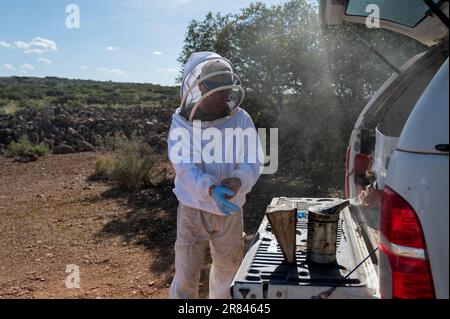 Un jeune apiculteur met des gants pour travailler dans les ruches. Banque D'Images