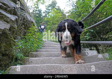 Bernese Mountain Dog descendant les escaliers à l'extérieur Banque D'Images
