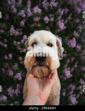 Gros plan de la main tenant le menton d'un chien moelleux avec un fond fleuri. Banque D'Images