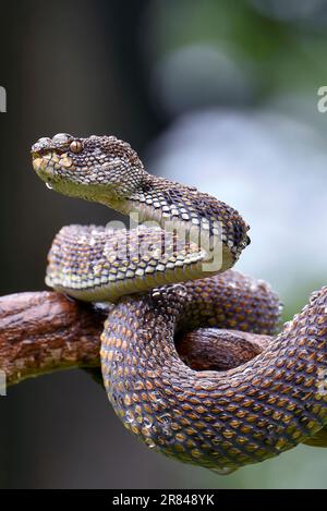 Vipère de mangrove ( Trimeresurus purpureomaculatus ) sur une branche d'arbre Banque D'Images