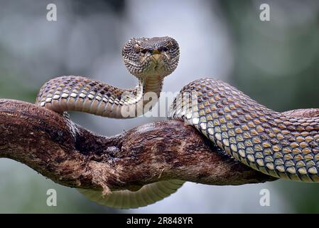 Vipère de mangrove ( Trimeresurus purpureomaculatus ) sur une branche d'arbre Banque D'Images