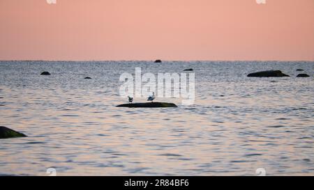 Goosander assis sur une pierre située dans la mer Baltique au coucher du soleil avec des couleurs pastel à l'horizon. Soirée romantique sur l'île de Poel overloo Banque D'Images