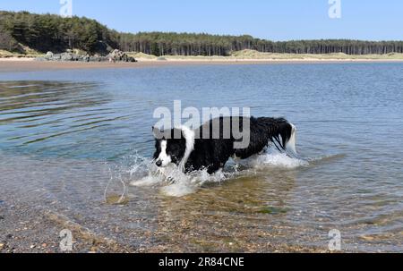 Border collie chien de refroidissement dans la mer à Anglesey, pays de Galles, Royaume-Uni Banque D'Images