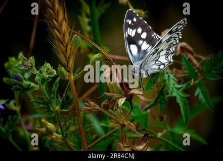 Strandja mountians Bulgarie 19 juin TH 2023: Faune Marble blanc papillon (Melanargia galathea) et samll Skipper papillon (Thymelicus sylvestris ) :Clifford Norton Alamy crédit: Clifford Norton/Alamy Live News Banque D'Images