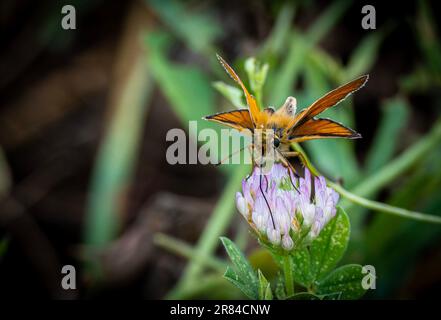 Strandja mountians Bulgarie 19 juin TH 2023: Faune Marble blanc papillon (Melanargia galathea) et samll Skipper papillon (Thymelicus sylvestris ) :Clifford Norton Alamy crédit: Clifford Norton/Alamy Live News Banque D'Images