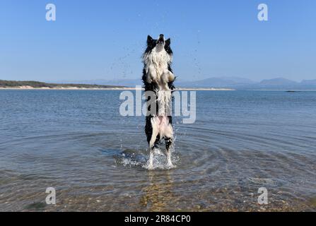 Border collie chien de refroidissement dans la mer à Anglesey, pays de Galles, Royaume-Uni Banque D'Images