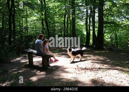 Lumière éblouite sur femme et enfant avec un chien Border Collie en glade bois, Angleterre, royaume-uni. Paisible bois de la Grande-Bretagne la lumière du soleil du Royaume-Uni brille à travers Banque D'Images