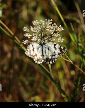 Melanargia lachesis - papillon blanc en marbre ibérique rarer crémeux jaune de couleur de fond. Repose sur une plante de cure-dents. Oeiras, Portugal Banque D'Images