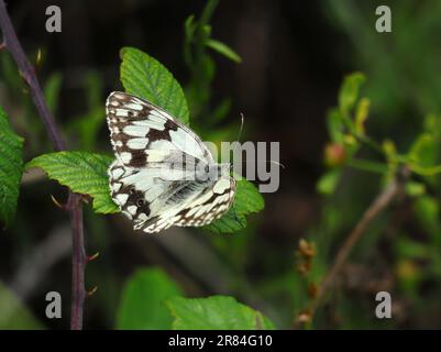 Melanargia lachesis - papillon blanc en marbre ibérique rarer crémeux jaune de couleur de fond. Repose sur une feuille de buisson blackberry. Oeiras, Portugal Banque D'Images