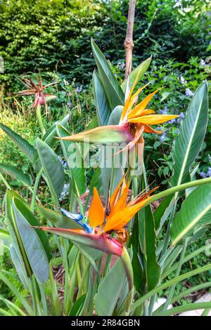 Fleurs en fleur de l'oiseau du Paradis - dans les jardins du domaine de Chaumont-sur-Loire, Loir-et-cher (41), France. Banque D'Images
