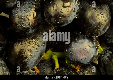 Gros plan de raisins noirs frais. Raisins noirs mûrs. Gros plan de raisins noirs frais avec gouttes d'eau. Image macro horizontale Banque D'Images