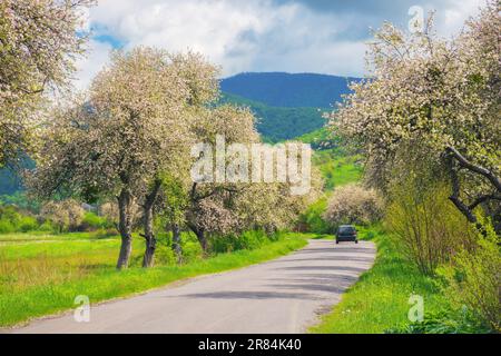 les fleurs printanières créent un magnifique arrière-plan pour la route sinueuse à travers la campagne. vue pittoresque sur la paisible chaîne de montagnes et le vaste champ Banque D'Images