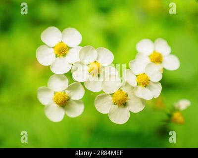 petites fleurs de fraises blanches sur fond vert, gros plan et photo de mise au point douce Banque D'Images