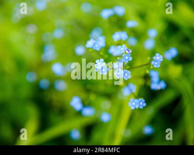 petites fleurs bleues d'herbe de scorpion, gros plan avec mise au point sélective Banque D'Images