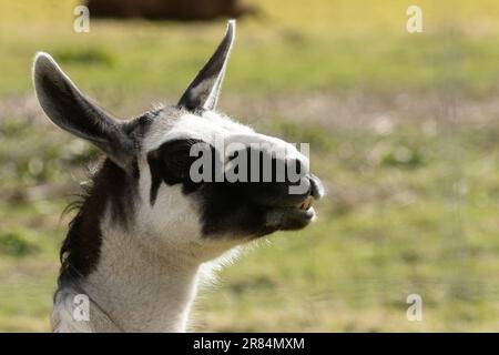 Gros plan d'une lama noire et blanche Banque D'Images