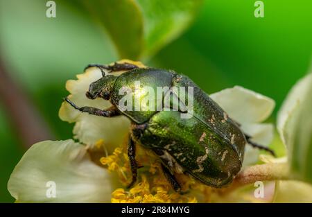 Un chaserer de roses (Cetonia aurata) sur une fleur Banque D'Images