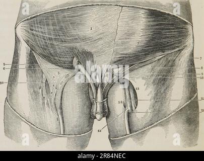 'Un système d'anatomie humaine, générale et spéciale' (1847) Banque D'Images