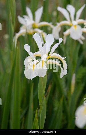 Iris orientalis 'Frigiya' Banque D'Images