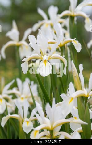 Iris orientalis 'Frigiya' Banque D'Images