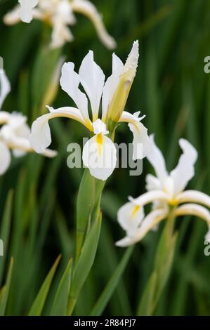 Iris orientalis 'Frigiya' Banque D'Images