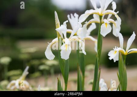 Iris orientalis 'Frigiya' Banque D'Images