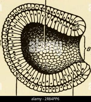 'Éléments de biologie, avec une référence particulière à leur rôle dans la vie des animaux' (1933) Banque D'Images