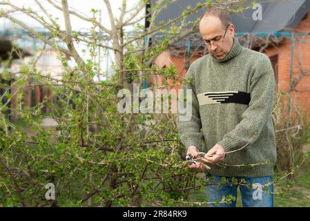 Arbuste d'élagage de jardinier caucasien à l'heure du printemps de l'arrière-cour Banque D'Images