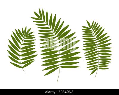 Ensemble de feuilles de palmier Illustration de Vecteur