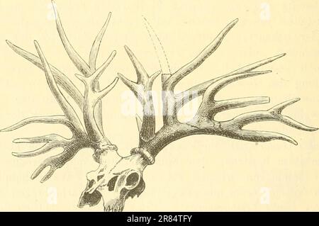 « Elemente der paléontologie. (Paléozoologie.)' (1884) Banque D'Images