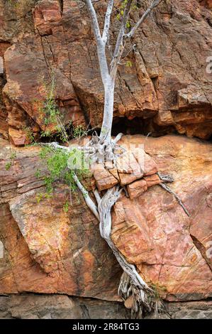 Arbre poussant sur des roches rouges, parc national Kruger, Limpopo, Afrique du Sud. Banque D'Images