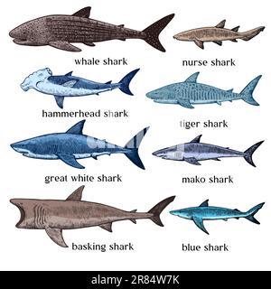 Types de requins. Grand jeu d'illustrations à l'encre dessinées à la main avec style de gravure rétro. Grand requin blanc, requin tigre, requin marteau et autre rouge de mer Illustration de Vecteur