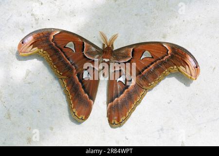 Spécimen mâle de la teigne de l'atlas, Atlas d'Attacus; Saturniidae Banque D'Images