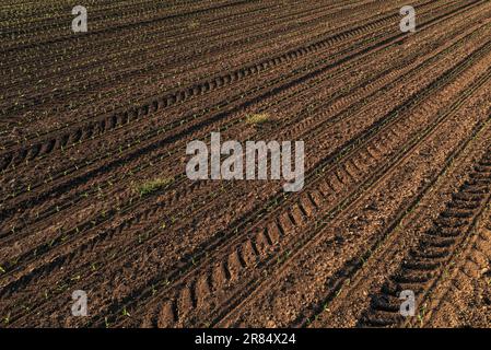 Chenilles de pneus de tracteur dans les plantations de semis de maïs, vue en grand angle Banque D'Images