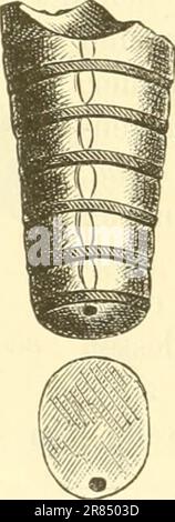 « Elemente der paléontologie. (Paléozoologie.)' (1884) Banque D'Images