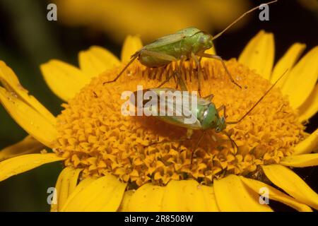 deux insectes d'herbe tachetés se trouvent sur une fleur jaune sur un arrière-plan flou Banque D'Images