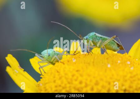 deux insectes d'herbe tachetés se trouvent sur une fleur jaune sur un arrière-plan flou Banque D'Images