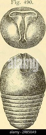 « Elemente der paléontologie. (Paléozoologie.)' (1884) Banque D'Images