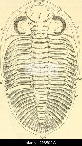 « Elemente der paléontologie. (Paléozoologie.)' (1884) Banque D'Images