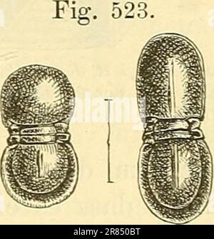 « Elemente der paléontologie. (Paléozoologie.)' (1884) Banque D'Images