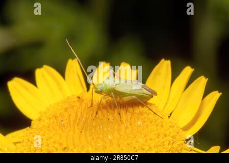 deux insectes d'herbe tachetés se trouvent sur une fleur jaune sur un arrière-plan flou Banque D'Images