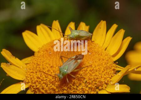 deux insectes d'herbe tachetés se trouvent sur une fleur jaune sur un arrière-plan flou Banque D'Images