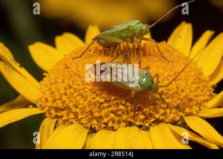 deux insectes d'herbe tachetés se trouvent sur une fleur jaune sur un arrière-plan flou Banque D'Images