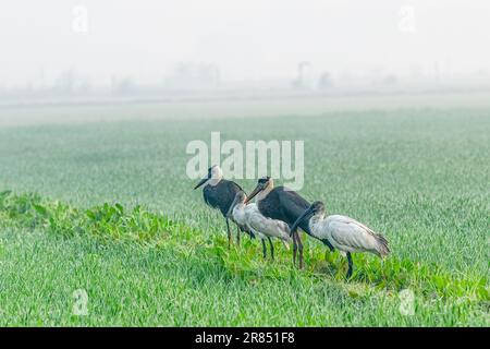 Une paire de cigognes à col laineux et d'ibis à tête noire en rizières Banque D'Images