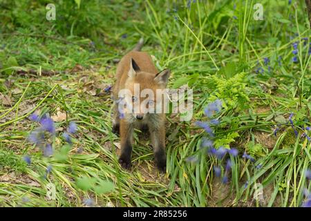 Renard, renard roux, Vulpes vulpes, jeune cub laissant le trou de sa terre à bluebell Wood, Mai, Royaume-Uni Banque D'Images