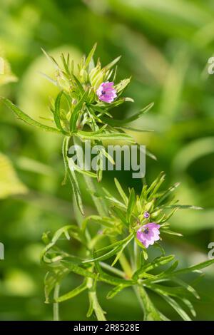 Crane-Bill à feuilles coupées, Geranium dissectum, mai Banque D'Images