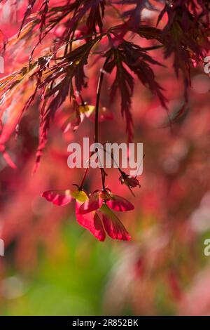 Acer palmatum disectum, Garnet, graines, Mai Banque D'Images