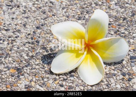 Décoration de fleurs frangipani blanches ou complément à la thérapie d'aromathérapie. gros plan sur une seule plumeria blanche ou fleur frangipani sur un sol en béton de grunge Banque D'Images