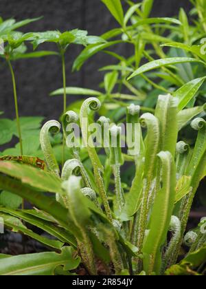 Asplenium scolopendrium ou Hart's Tongue Fern déployant ses frondes enroulées vert vif au printemps sur un fond sombre Banque D'Images